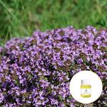 Antioxidant 100% Pure Organic Thyme Essential Oil Cas 8007-46-3